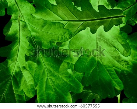 oak leaves on black