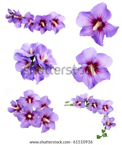 hibiscus flower clip art free. of blue hibiscus flowers