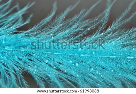 down feather with drops