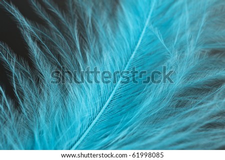 blue down feather