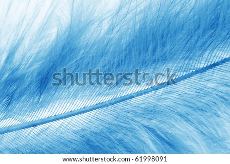 blue feathers detail