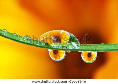 pot marigold flower mirroring inside dew drops