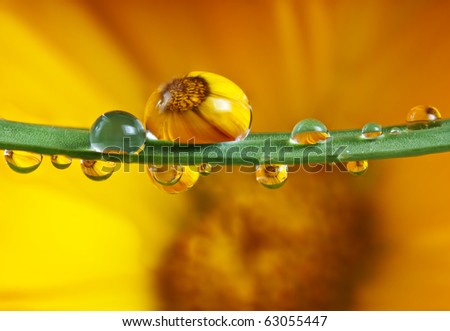 pot marigold flower mirroring inside water drops