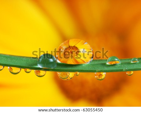 pot marigold flower mirroring inside rain drops