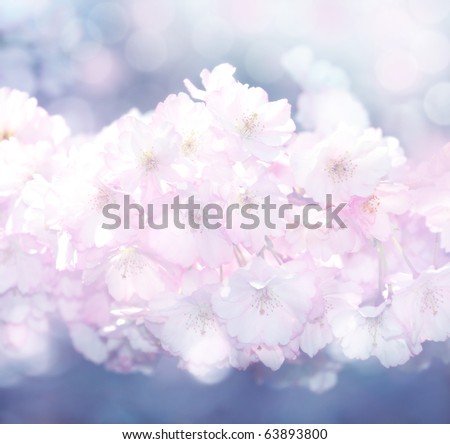 floral background japan sakura tree