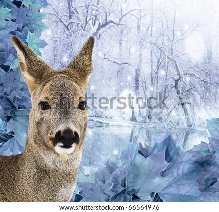 roe - doe , red deer - winter time