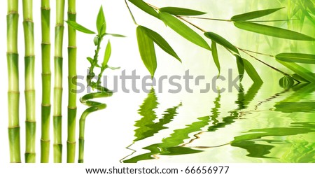 bamboo and reflection in water