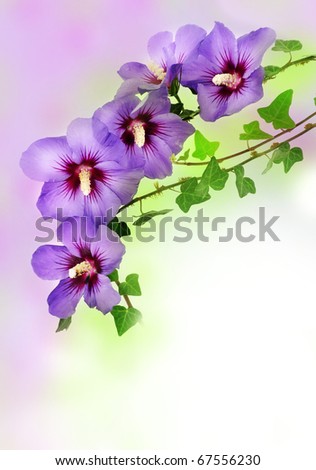 Floral Border From Hibiscus Flowers Stock Photo 67556230 : Shutterstock