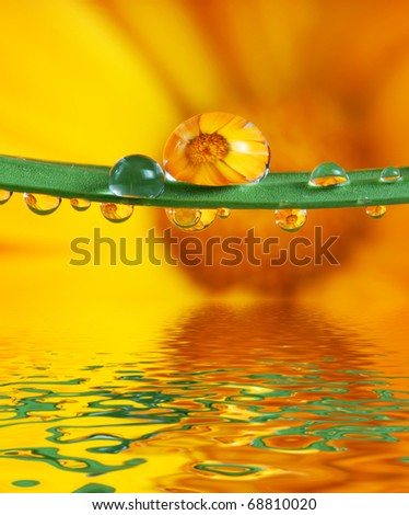 daisy flower inside water drops