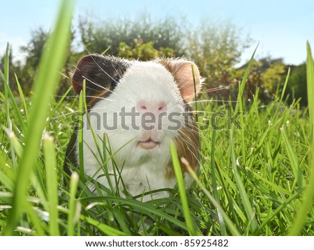 guinea pig in the garden