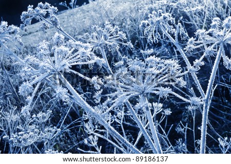 blue frozen plants