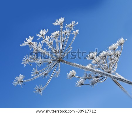 frozen plant and blue winter sky