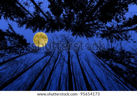 night forest with trees silhouettes on blue night sky