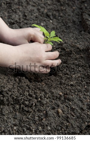 children\'s hands and little plant - gardening