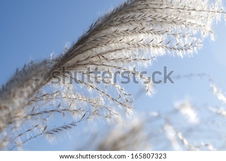 reed in seaside, Liaoning Province, China