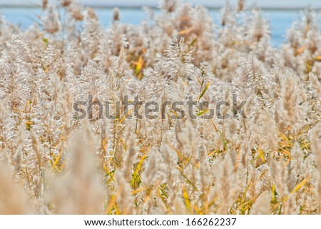 reed in autumn, northwest of China
