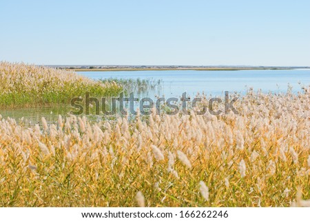 reed in lake, a afternnon, China