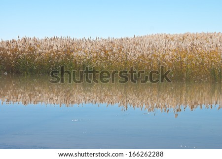 reed in lake, a afternnon, China