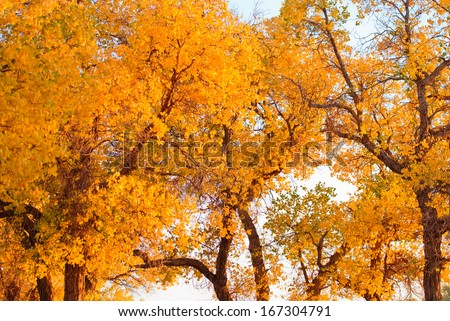 populus forest in autumn, Inner-Mongolia, China