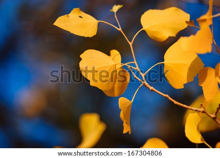populous leaves in autumn, Inner-Mongolia, China