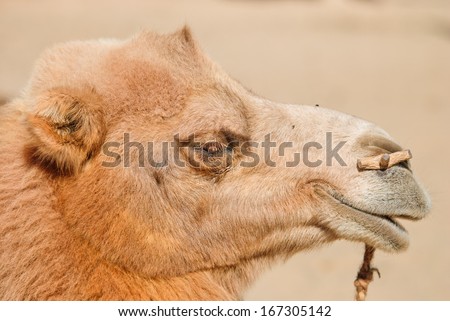 camel in desert, northwest of China