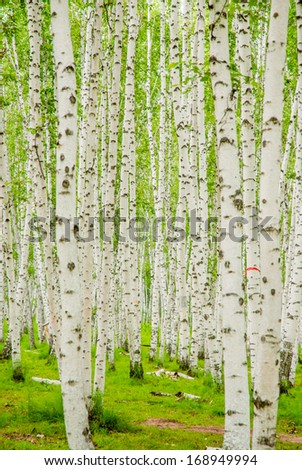 birch forest in Inner-Mongolia, China