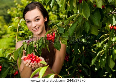 woman harvesting cherries in late spring - cherry harvest