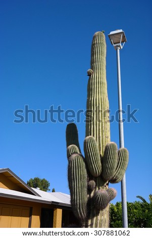 Cactus next to a lighting pole on a blue sky.