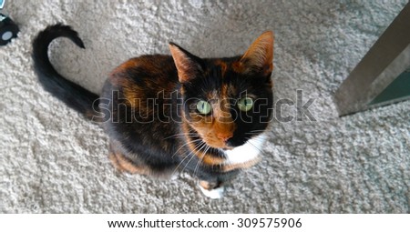 Calico cat sitting on a rug, looking up.