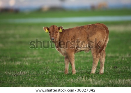 Healthy Calf