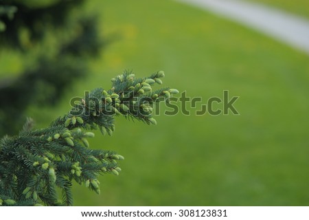 fur-tree branch with young green shoots on the background of green grass in the background