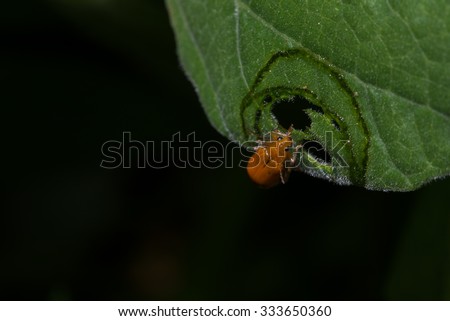 insect\
bug\
eating of small insects