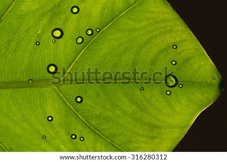 macro of droplets on leaf, shoot from under with back light
