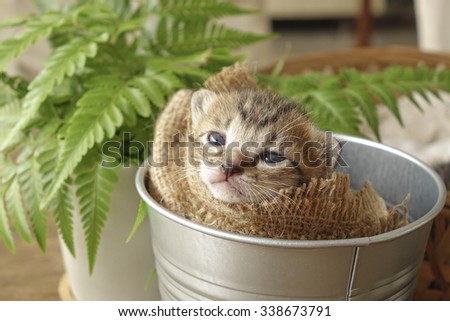Small kitten sleepy in the bucket