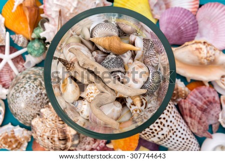 Transparent vase filled sea shells with shells on background