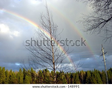 Rainbow in the forest