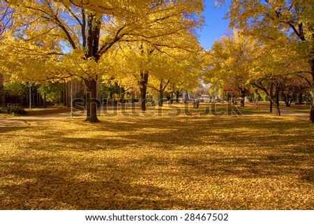 Australian National University, University Avenue during autumn.