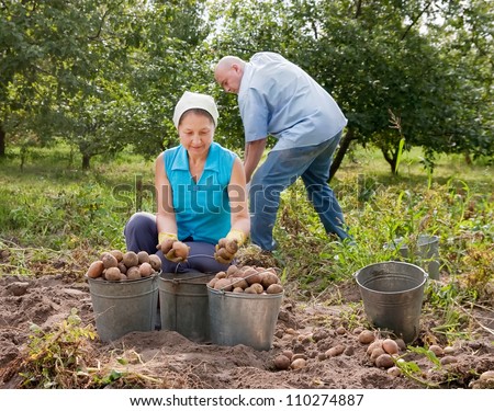 Couple of man and woman harvesting potatoes in field