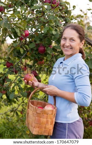 Woman collecting apples in  basket.