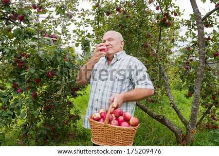 man in garden  picking apples.