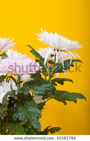 Bunch of White chrysanthemums on yellow background