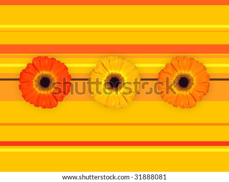 three nice gerbera on illustrated background with stripes