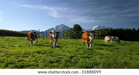 cows on pasture in bavarian landscape at autumn