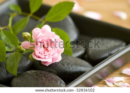 black stones with water drips and a beautiful rose