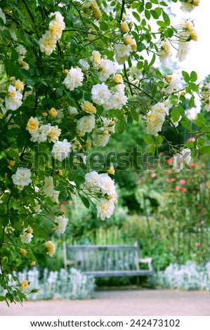 Yellow and white rose flowers