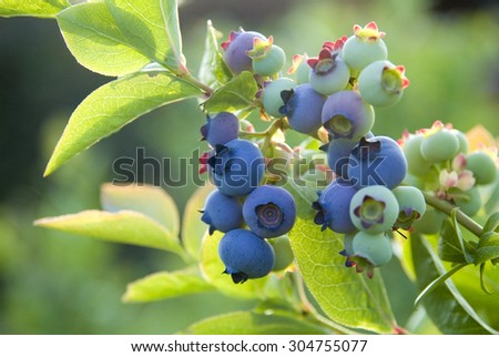 Blueberry bush with cluster of berries