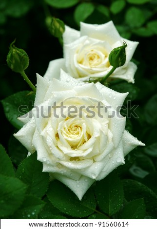 White rose flowers with buds