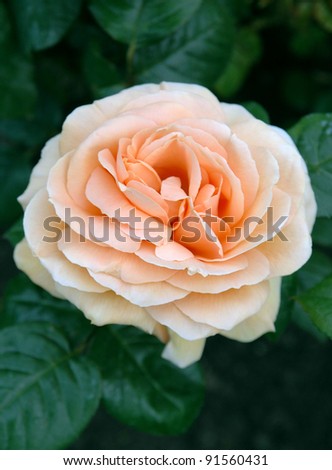 Orange flower of Rosa Indian Summer