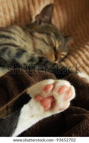 Cat resting with pink feet at the front