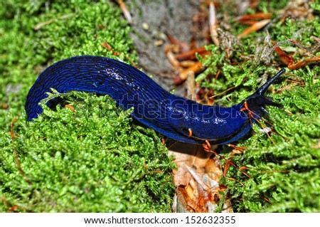A neon blue slug in mountains in central Slovakia.